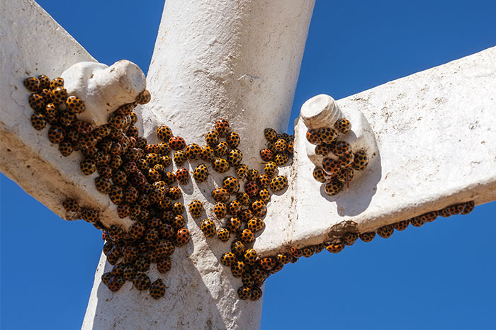 Thousands of ladybugs that hatched, were swarming around and on the white siding of the house. And then I went inside and a couple hundred were hanging out in my livingroom on the ceiling.