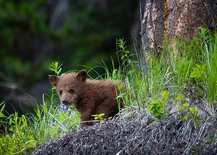 Met a bear cub walking through the forest. It was 10 ft away from me, and was curious so was walking towards me. Couldn't see it's Mom. Just slowly backed away and kept walking backwards for probably half a mile.