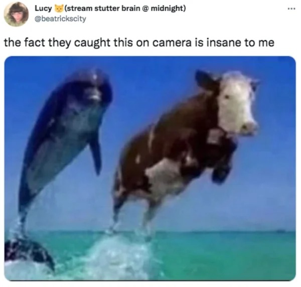 savage tweets - stress test dolphin and cow - Lucy stream stutter brain @ midnight the fact they caught this on camera is insane to me www