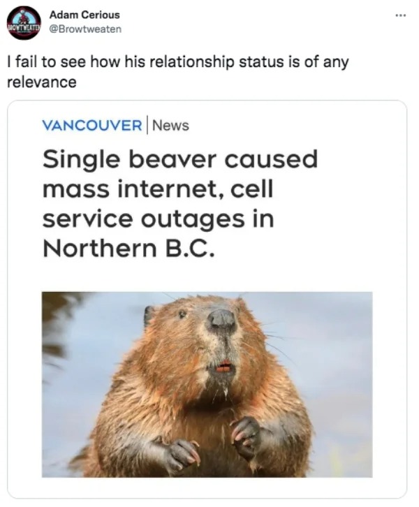 savage tweets - single beaver causes mass internet shortages - Adam Cerious Rotweate I fail to see how his relationship status is of any relevance Vancouver News Single beaver caused mass internet, cell service outages in Northern B.C. www