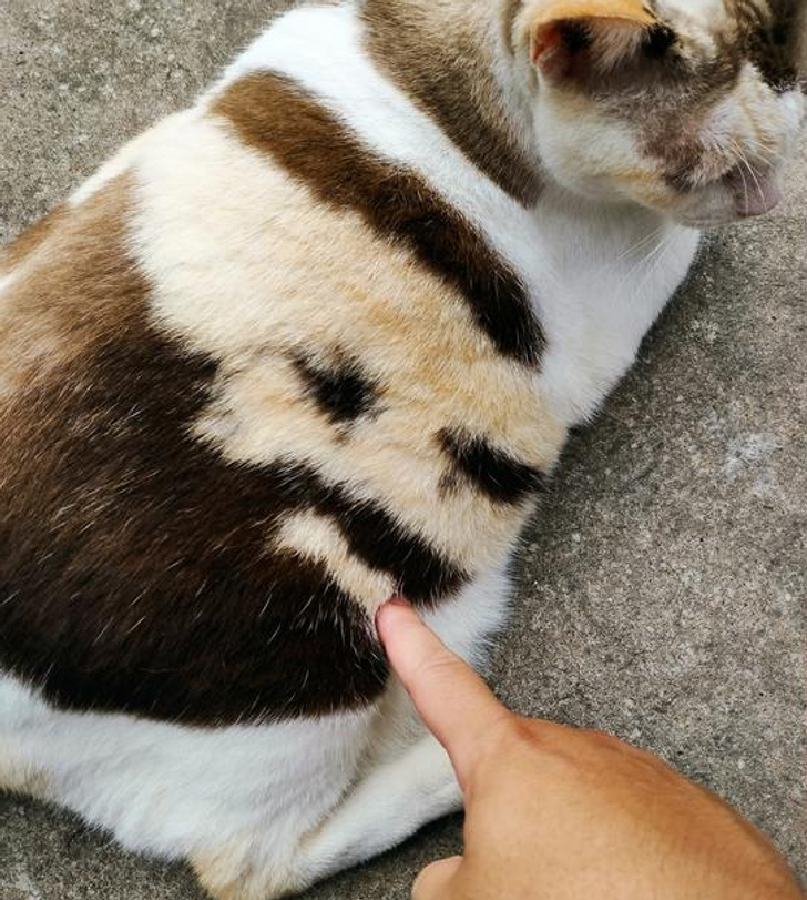 Cat that has a “man with a beard” pattern on its fur