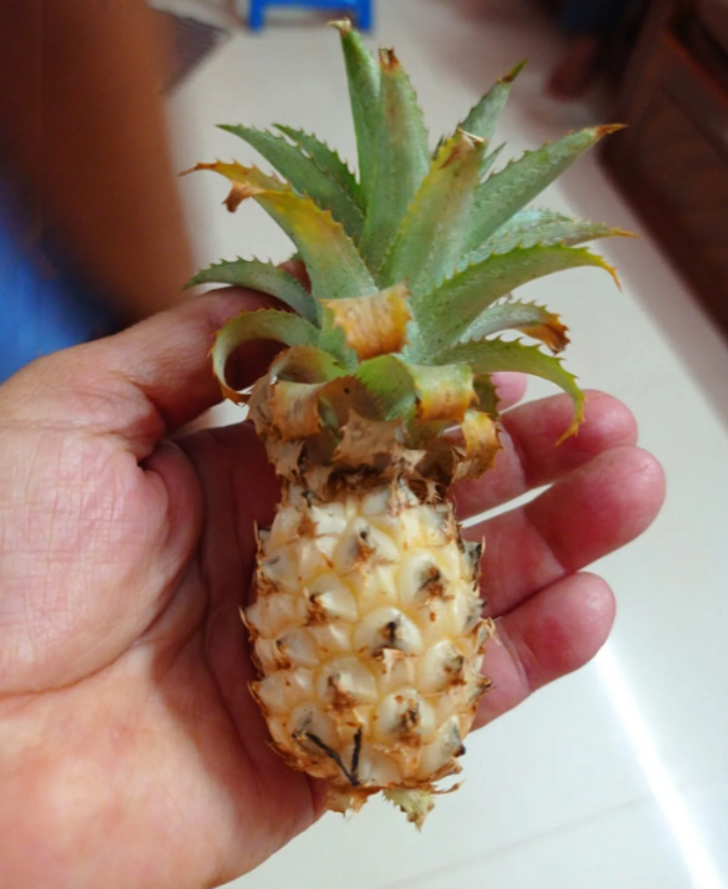 “This mini-pineapple from my parents farm”