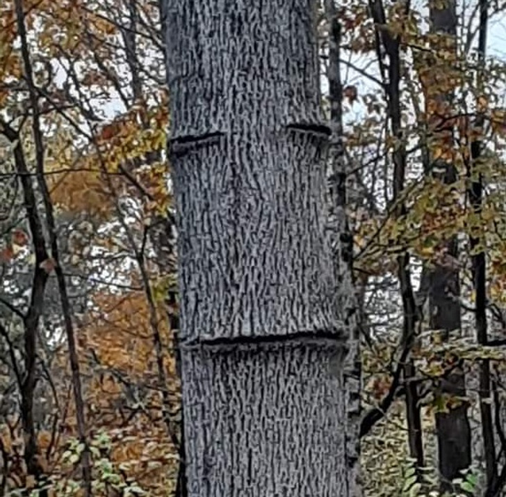 “Took a picture of this not suspicious looking tree.”