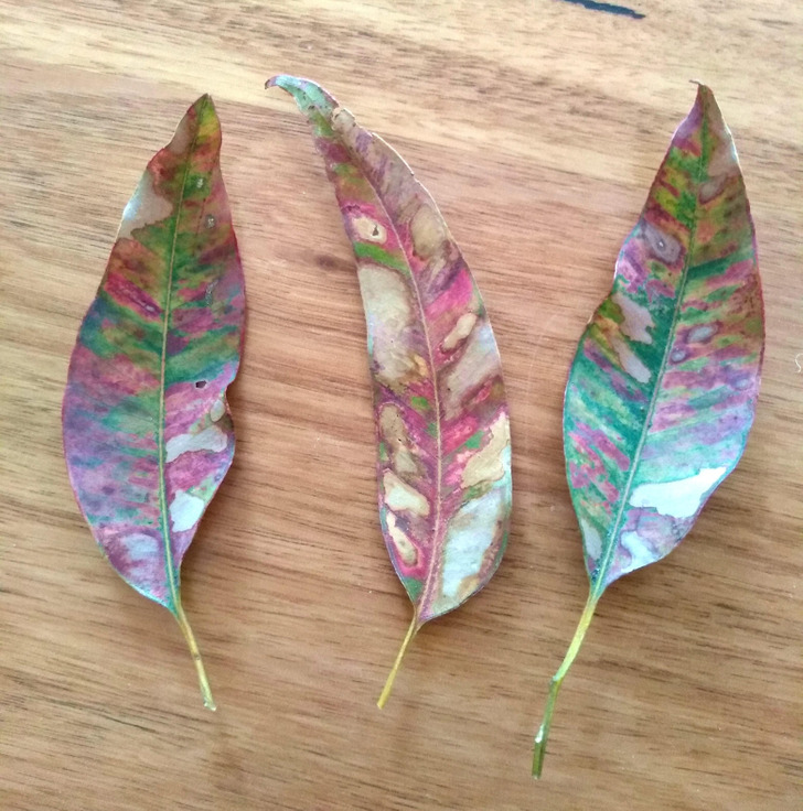 “All the different colors in gumtree leaves during winter in Australia”