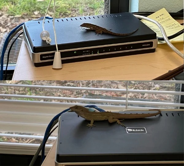 “I went in my office the other day and found a lizard basking on the warm ethernet switch. The next day, I found a different lizard in the same spot.”