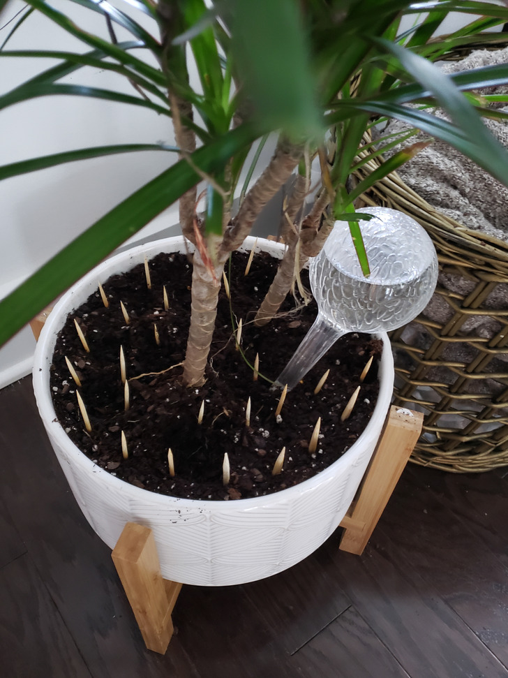 “The cat kept peeing in the plant so we spiked the pot. Problem solved!”