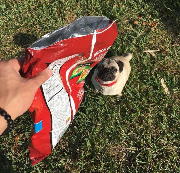 “I was running late for work and couldn’t find her leash, so this is how I walked my dog this morning.”