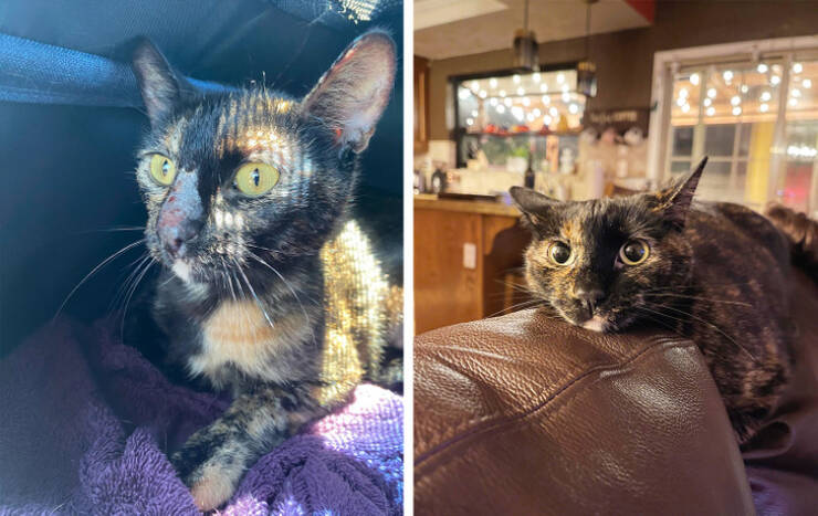 “They told us it might be cancer, but we adopted her anyway. Turns out she was just stressed out!”