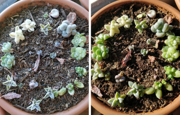 “Some of my babies before and after a good soak”