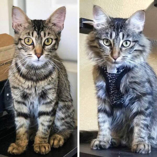 “Jo was adopted 3 months ago. I hardly recognize her in earlier pictures, and I can’t believe how fluffy she’s gotten.”