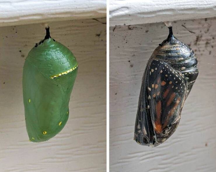 “The progression of this cocoon hanging off the side of our house is awesome. Photos taken 8 days apart.”
