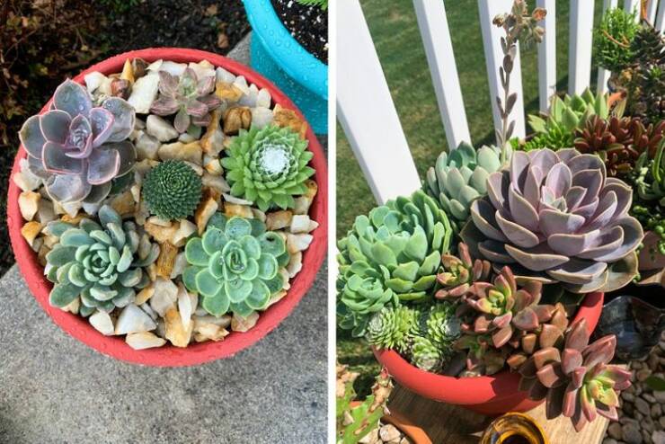 “This arrangement I made is doing remarkably well. Before/After. Time: About 5 months.”