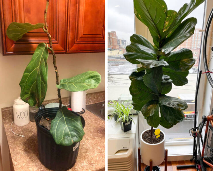 “We found this plant in the trash a year and a half ago, and look at it now.”