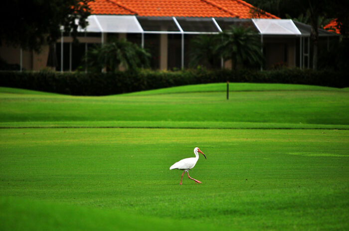 I’m the spray tech at a golf course. We use green dye on our putting greens.

The grass at Augusta national is sprayed green as well; “any grass you see on camera has been sprayed green”