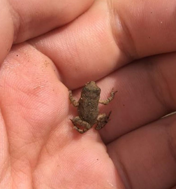“This tiny frog I found 4 years ago today”