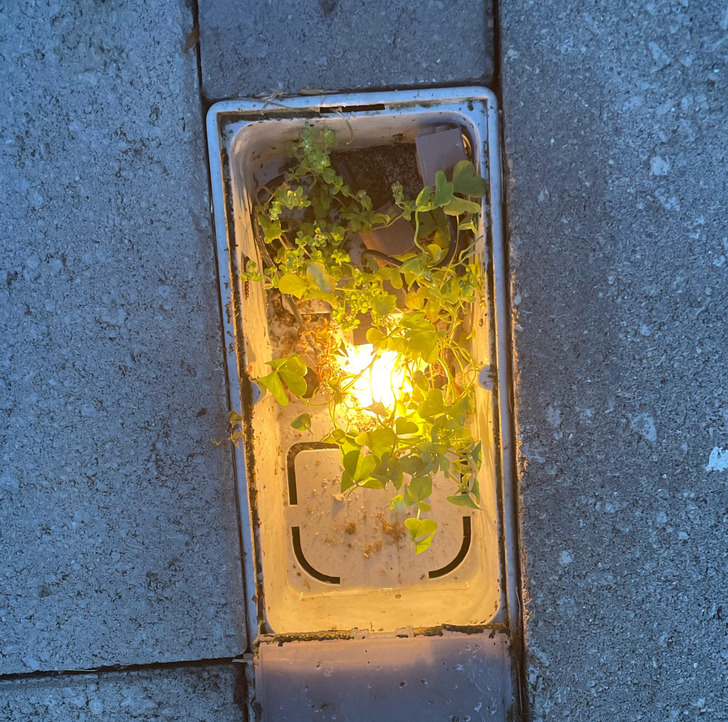 “A plant growing inside a deck light”