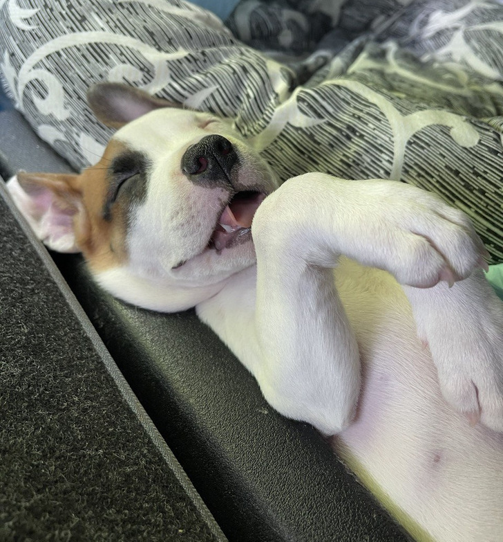 “Oh my God, I couldn’t help but show how my beloved dog sleeps.”