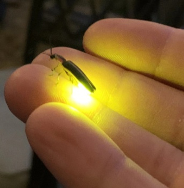 “A firefly landed on my finger.”
