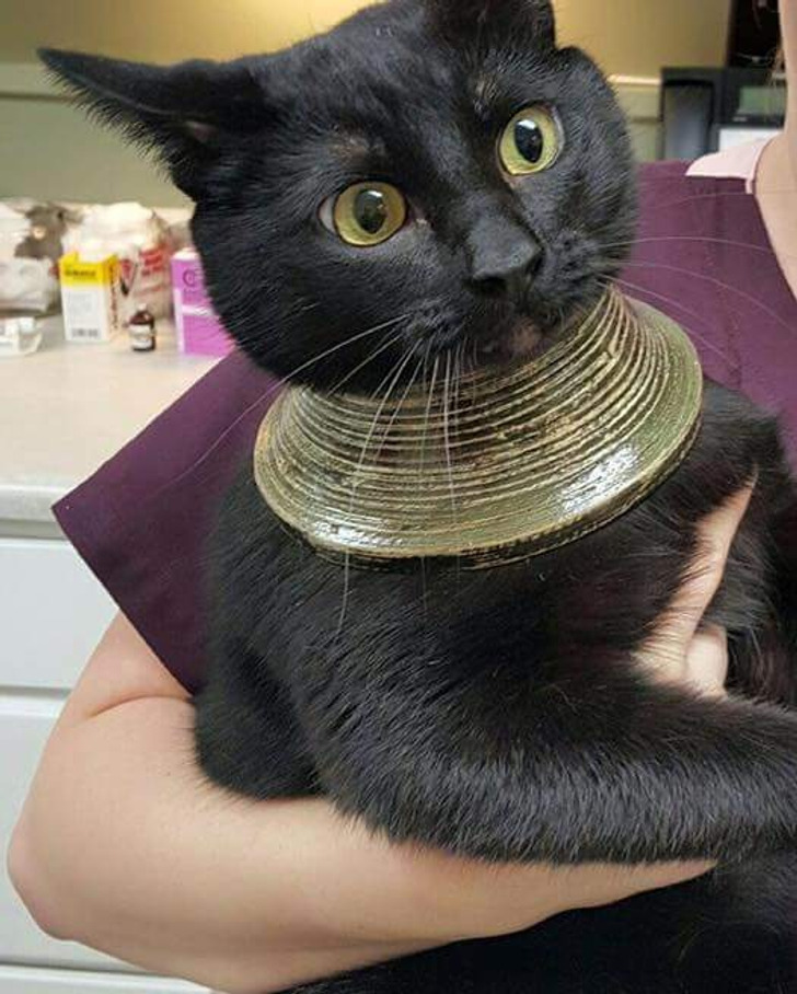 “My friend’s cat got its head stuck in a vase, freaked out, broke the vase, and was left with this.”