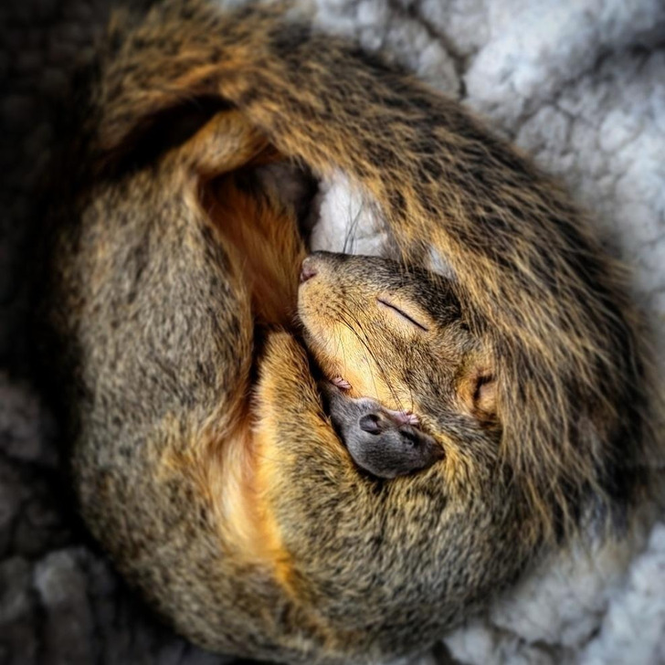 “Remmy, my one-eyed squirrel, babysitting a baby mouse”