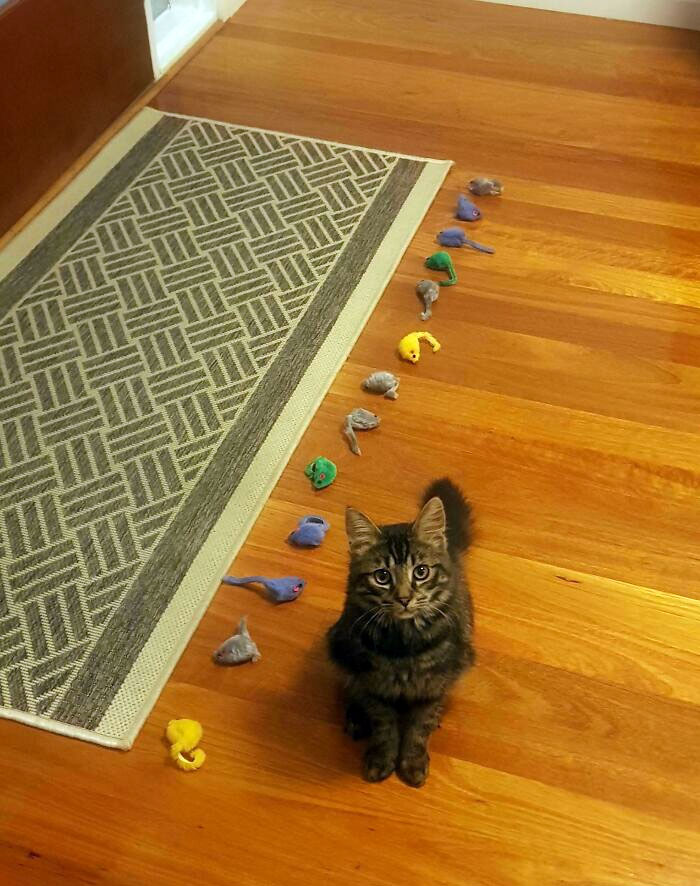 Bentley Likes To Hide His Toy Mice Under One Specific Sofa. Here He Is With The 13 I Pulled Out Today