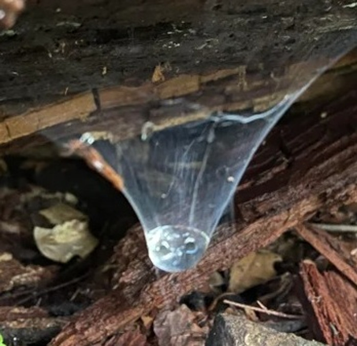 “This huge drop of water the spider web collected”