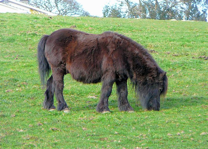 An old co worker was 21 or 22 when he discovered that Ponies aren't just juvenile horses, but like another thing entirely. He spent an entire day walking up to anyone he could find going "Hey did you know" it was hilarious.