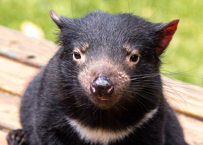 Tasmanian devils are not made up by Looney Tunes