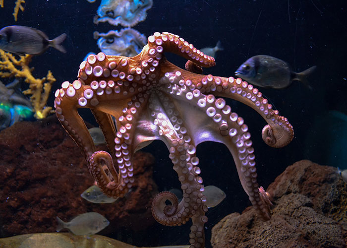 Octopuses have BEAKS

Edit: OK NERDS "OCTOPI" ISN'T THE ONLY TECHNICALLY CORRECT TERM AND I'M NOT CHANGING IT.