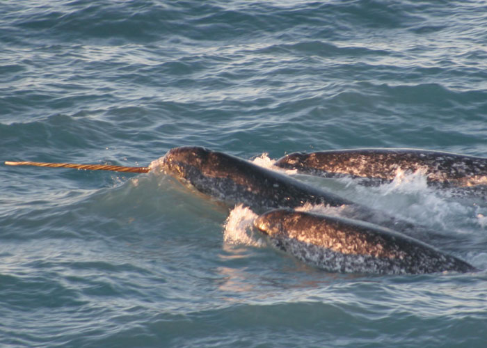 That narwhals were real. I genuinely thought they were myth until I saw them on a David Attenborough documentary.

Mind. blown.