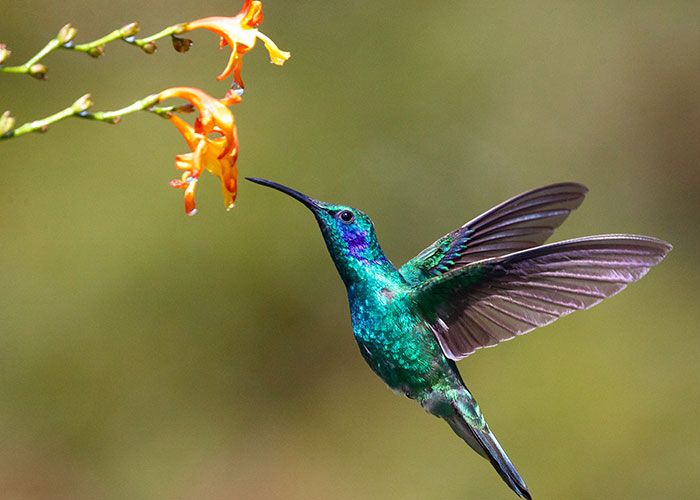 That hummingbirds don't have wings like a helicopter.