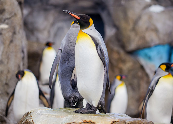 That emperor penguins are only about 4 ft. tall, not 6 ft. like I imagined.