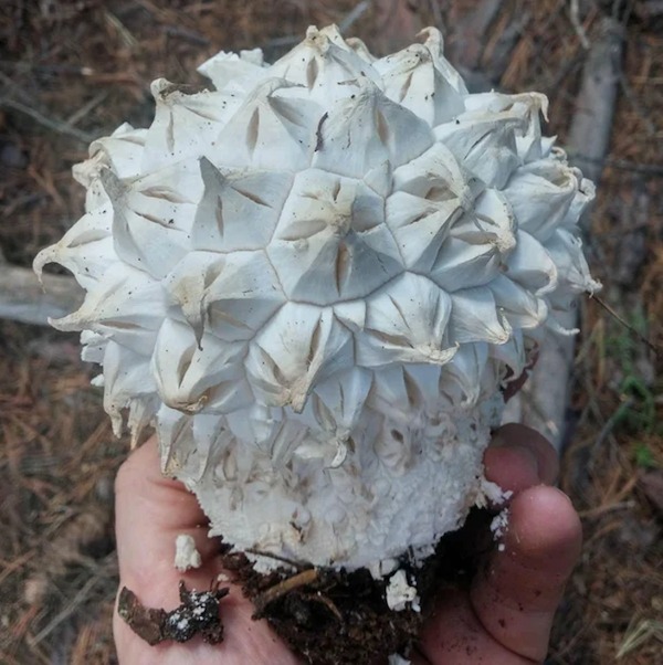 This mushroom has an unusual shape.