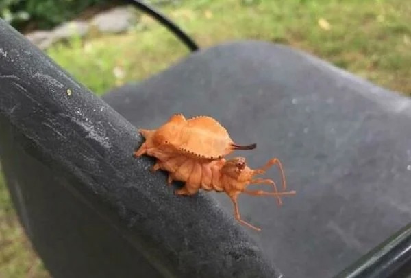 Is it an alien? No.. it’s a Dutch lobster moth caterpillar!