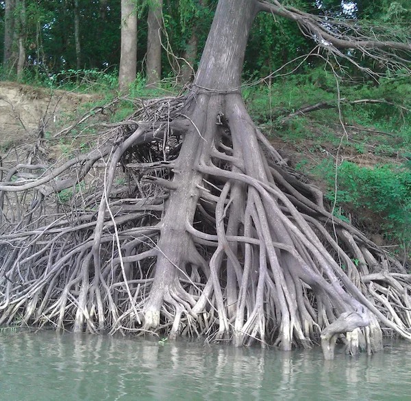 This tree’s root structure exposed by a river’s current.