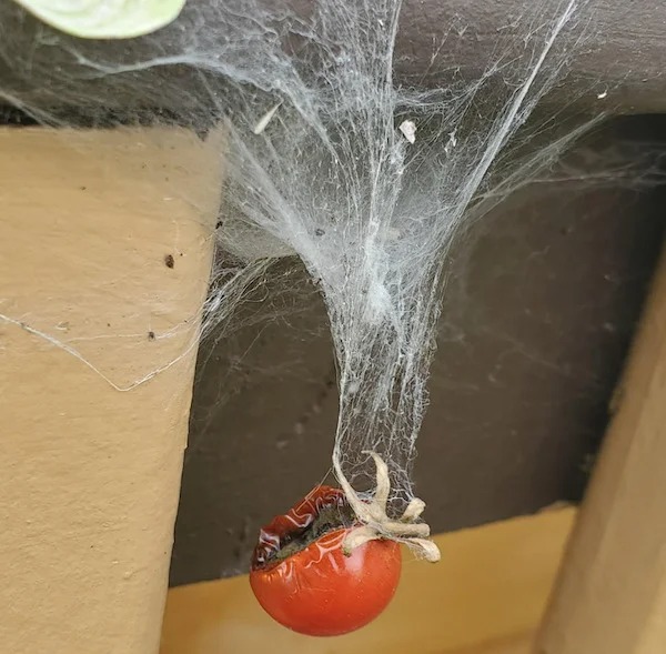 A spider using a rotting tomato from my garden to attract its own food.