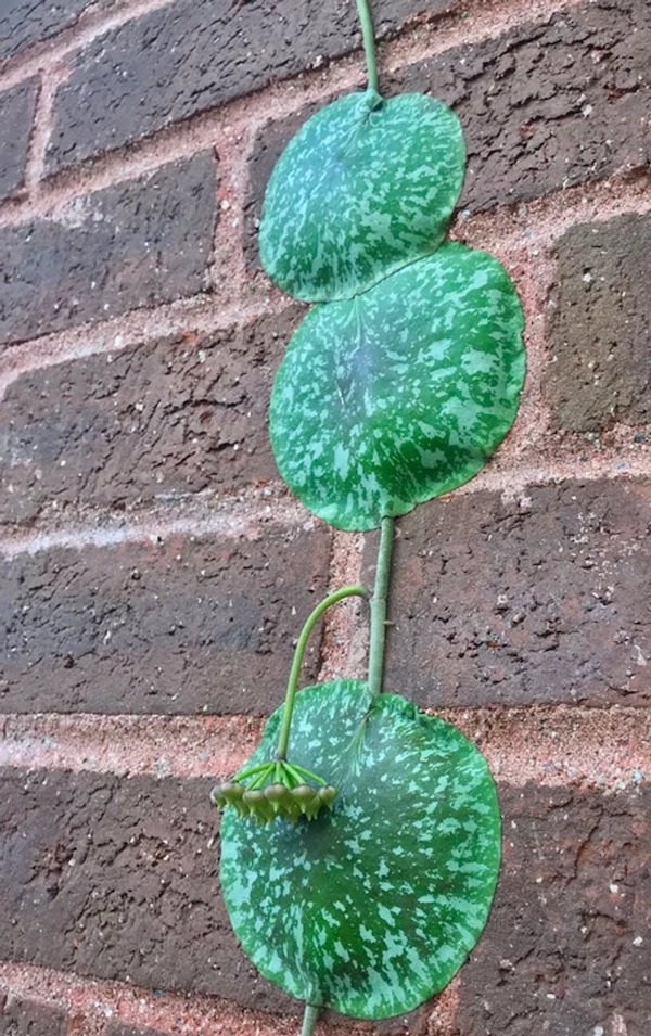 Hoya imbricata conquering a wall.