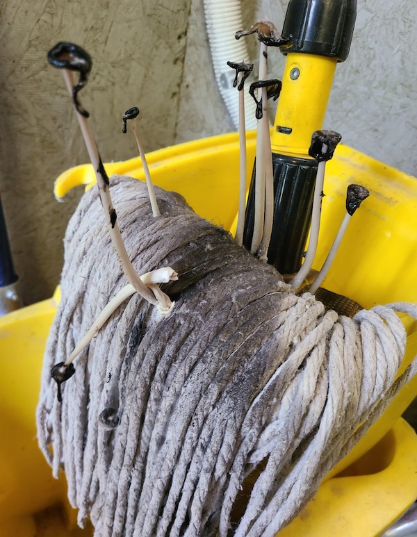 Mushrooms growing out of my old mop.