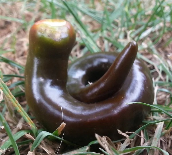 A pepper from my garden looked like a dog poop.