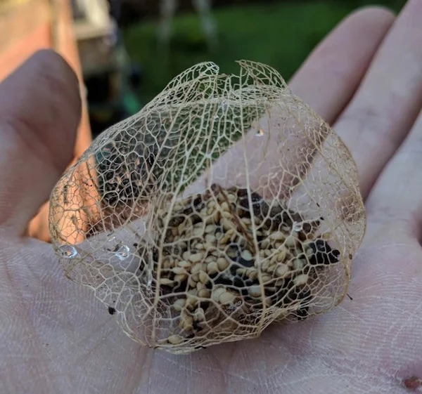 One of my tomatillos rotted and left a cool cage and some seeds.