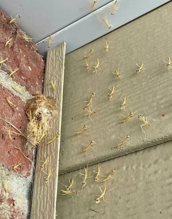 Had a Praying Mantis nest hatch by my front door!