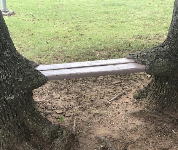 I found these trees holding up a bench seat.