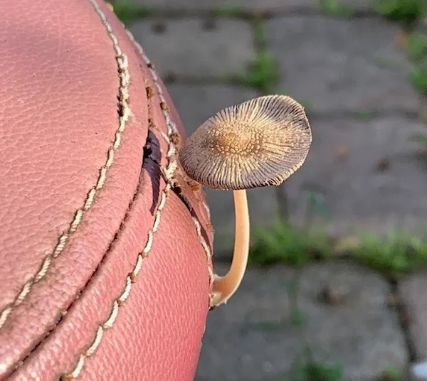 A mushroom is growing out of my chair.