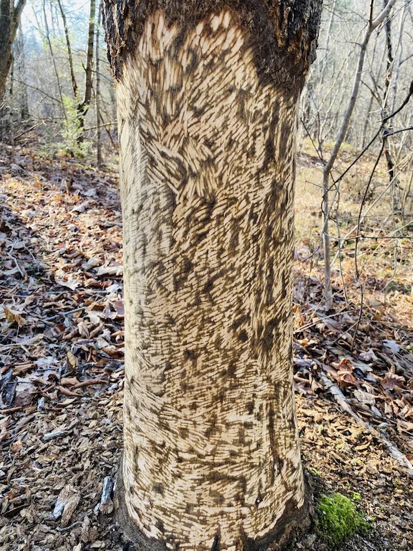 Porcupine chew marks on a tree that I found.