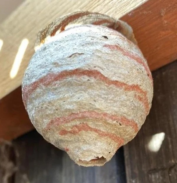 This wasp nest looks a bit like Jupiter.