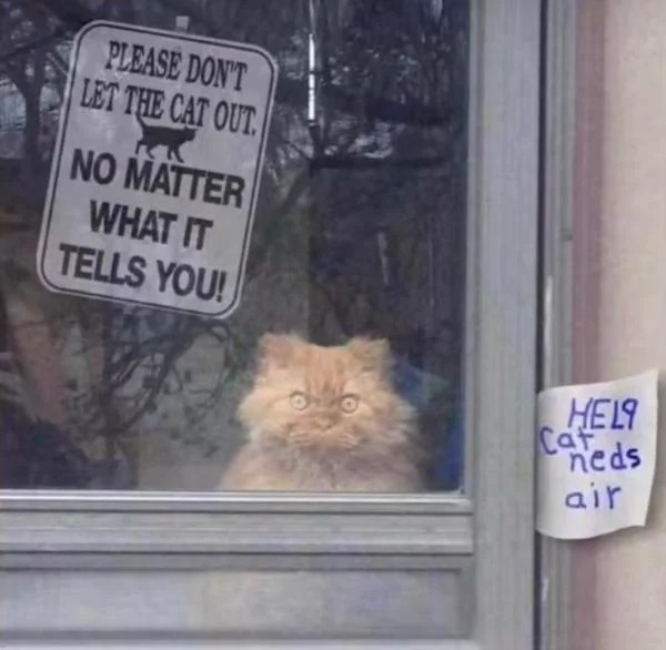 oddly terrifying - please don t let the cat out - Please Don'T Let The Cat Out. No Matter What It Tells You! Helt neds air Cat