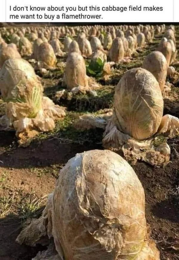 oddly terrifying - cabbage field japan - I don't know about you but this cabbage field makes me want to buy a flamethrower.