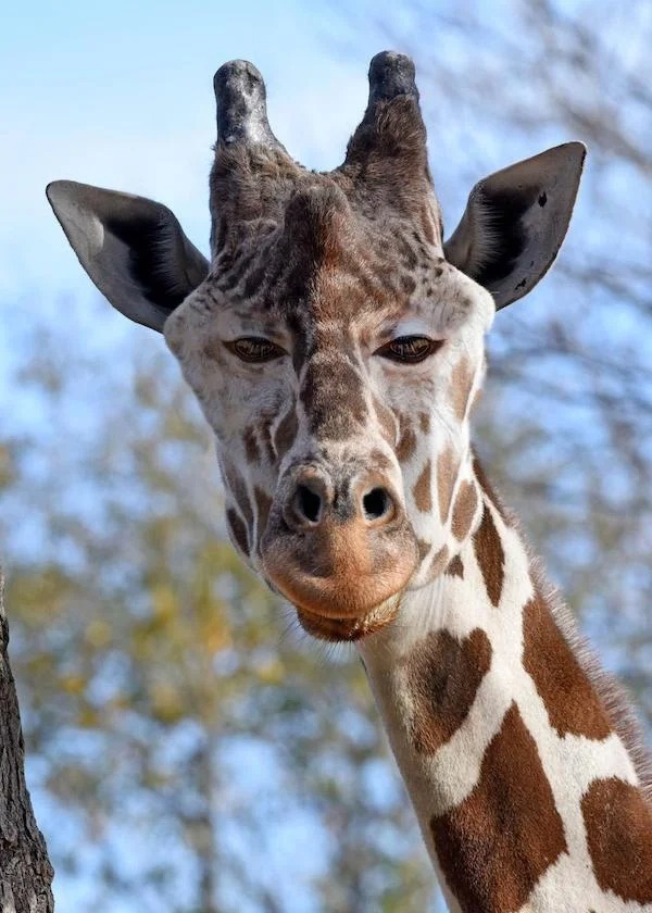 oddly terrifying - giraffe -