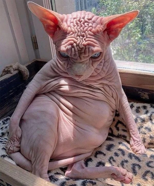 oddly terrifying - hairless cat ugly