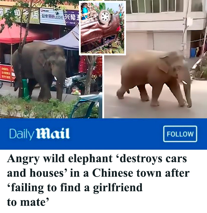 neckbeards - daily mail - Saras Eister Sp Circa Daily Mail Angry wild elephant 'destroys cars and houses' in a Chinese town after 'failing to find a girlfriend to mate'